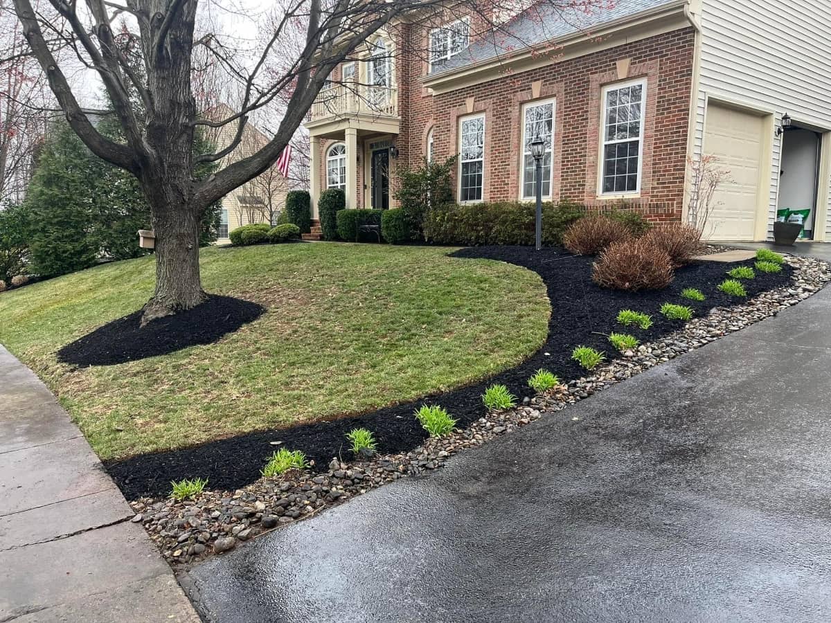 black mulch around trees