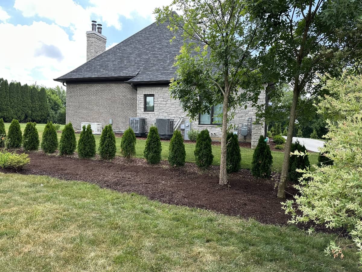 mulch with shrubs Chicago