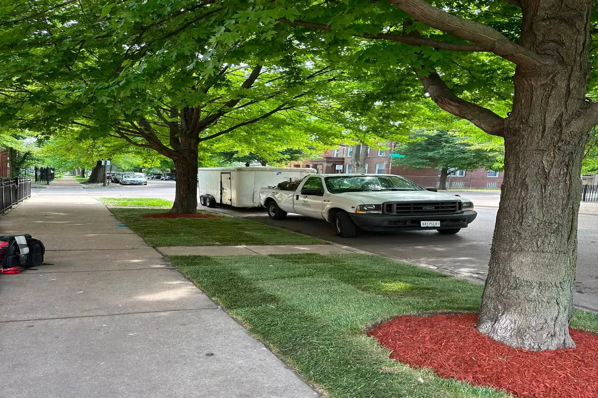 sod installed on the sidewalk and tree mulch